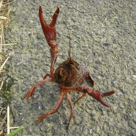 écrevisse invasive américaine, expertise de la biodiversité des écosystèmes aquatiques
Consultant, Bureau d'études en hydrobiologie, milieux aquatiques en Savoie, Haute-Savoie, Ain, Rhône, Drôme, Isère, Hautes-Alpes, Ardèche, Rhône-Alpes et Auvergne Rhône Alpes.