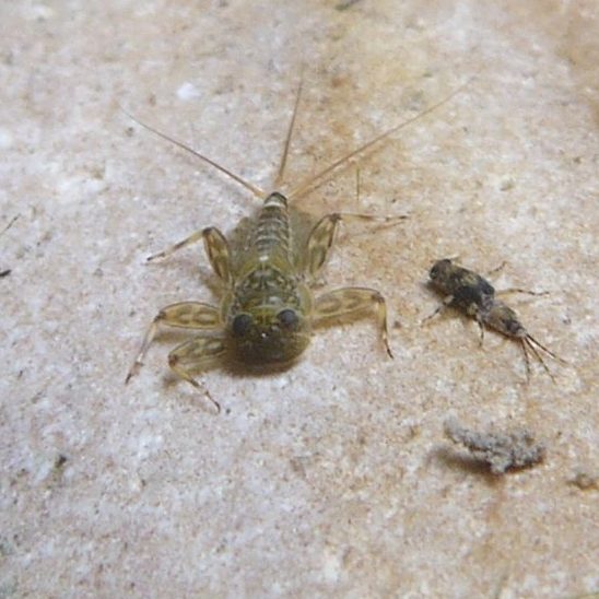 photo HYDROS, macroinvertébrés aquatiques de la famille des éphéméroptères, inventaire hydrobiologie en eau douce
HYDROS, consultant en environnement des milieux aquatiques et dans le domaine de l'eau
conseil et expertise
Bureau d'études expert des milieux aquatiques, expertise de l'eau et des écosystèmes aquatiques
Expertises projets hydroélectriques hydroélectricité, hydrologie régénérative