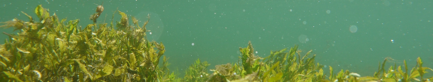 plante aquatique, hydrophyte, photo HYDROS, expert des milieux aquatiques
Bureau d'études expert des milieux aquatiques, expertise de l'eau et des écosystèmes aquatiques