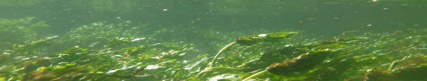 hydrophytes, habitat aquatique, expertise de la biodiversité des écosystèmes aquatiques