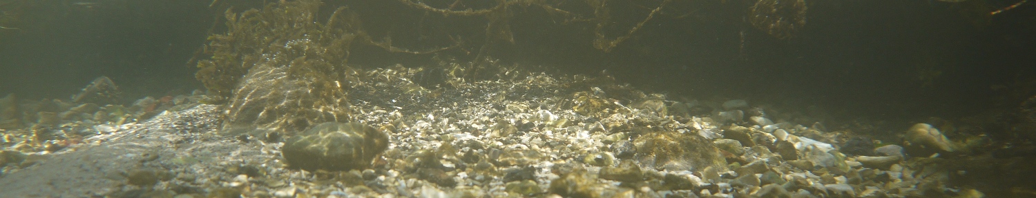 habitat aquatique, expertise de la biodiversité des écosystèmes aquatiques