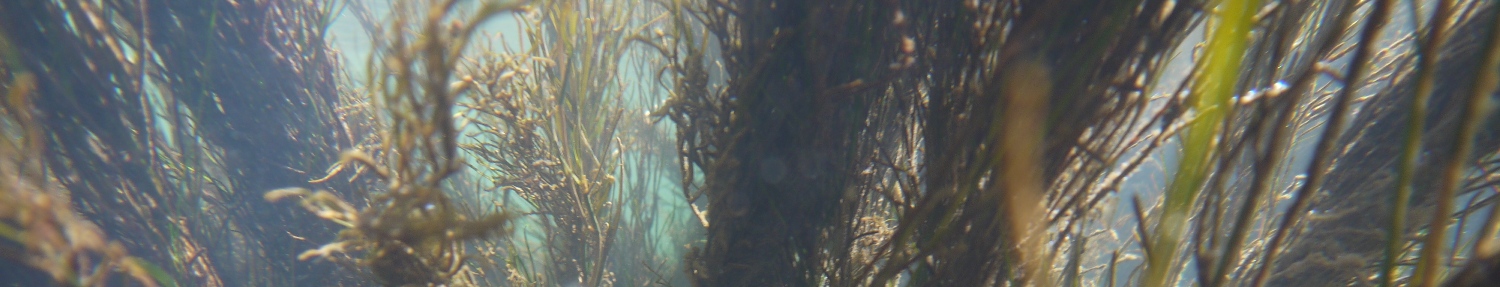 photo HYDROS subaquatique, hydrophytes en rivière
Bureau d'études en Savoie dans les Alpes en Rhône Alpes
Consultant expérimenté et reconnu, Bureau d'études en hydrobiologie, milieux aquatiques en Savoie, Haute-Savoie, Ain, Rhône, Drôme, Isère, Hautes-Alpes, Ardèche, Rhône-Alpes et Auvergne Rhône Alpes.
Suivis rejets dans le milieu récepteur
