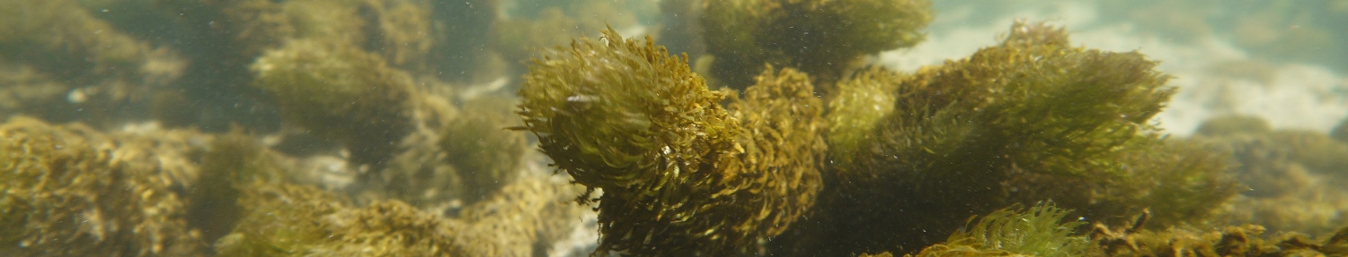 hydrophytes en rivière, analyses de la qualité de l'eau et diagnostic des bassins versants, mesures in-situ, inventaires piscicoles, pêches électriques