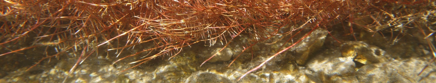 photo HYDROS, habitat aquatique macroinvertébré en rivière ou lac, expertise en hydrobiologie