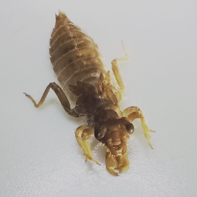 larve de macroinvertébré aquatique de l'orde des Odonates, inventaire faunistique en rivière ou lac, étude de la biodiversité et suivi des indicateurs biologiques