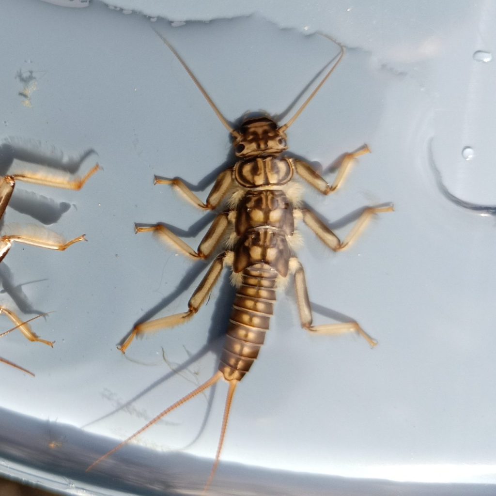 larve de macroinvertébré aquatique du genre Perla, inventaire faunistique en rivière et torrent de montagne, expertise hydrobiologique et suivi des indicateurs biologiques
Bureau d'études expert des milieux aquatiques, expertise de l'eau et des écosystèmes aquatiques
Expertises projets hydroélectriques hydroélectricité