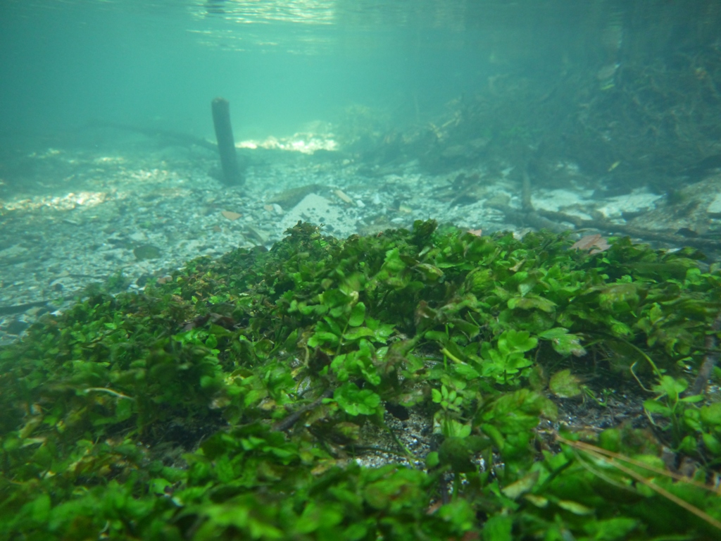 HYDROS, Diagnostic des milieux aquatiques, étude d'impact de rejets, expertise des masses d'eau, bureau d'études en hydrobiologie et milieux aquatiques, eaux superficielles