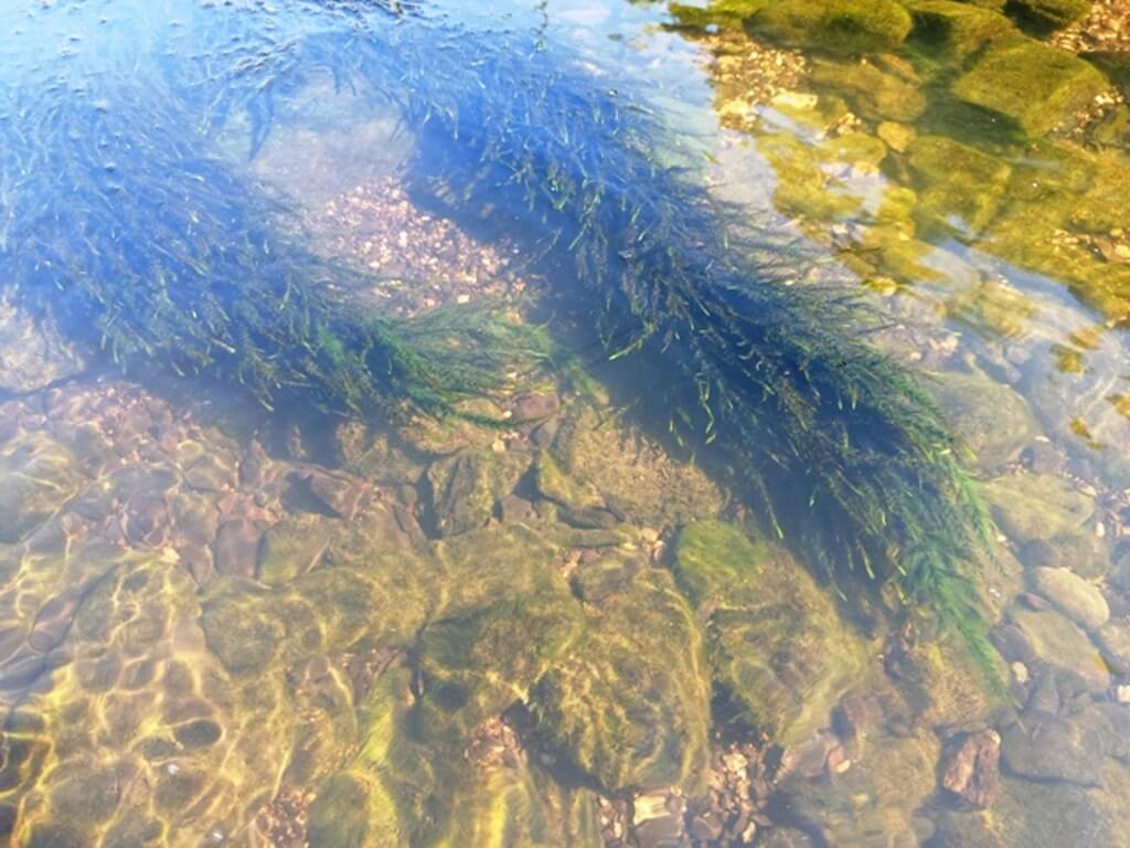 suivi qualité eau, bryophytes, métaux lourds, habitats aquatiques