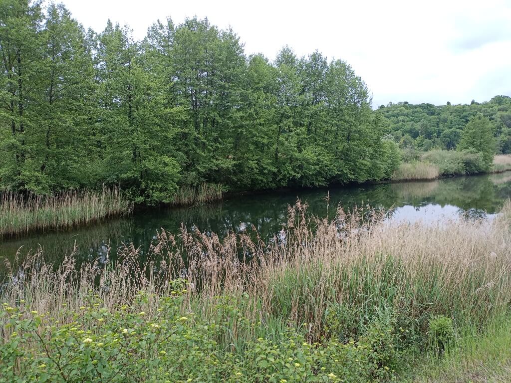 Pêche de sauvetage sur les lônes du Rhône (poissons et moules)
