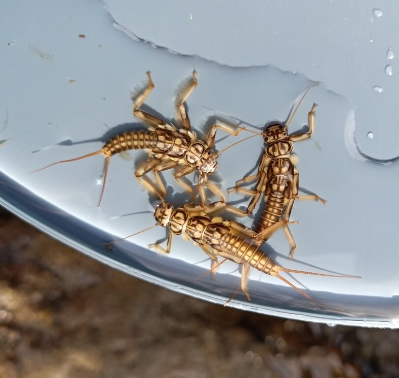 photo Hydros : macroinvertébré du genre Perla