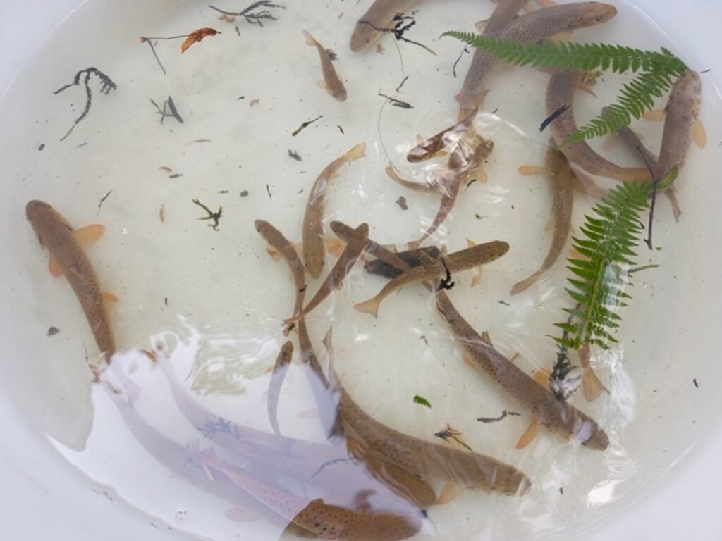 Indicateurs biologiques, truites, pêches électriques, inventaires piscicoles, biométrie, IPR