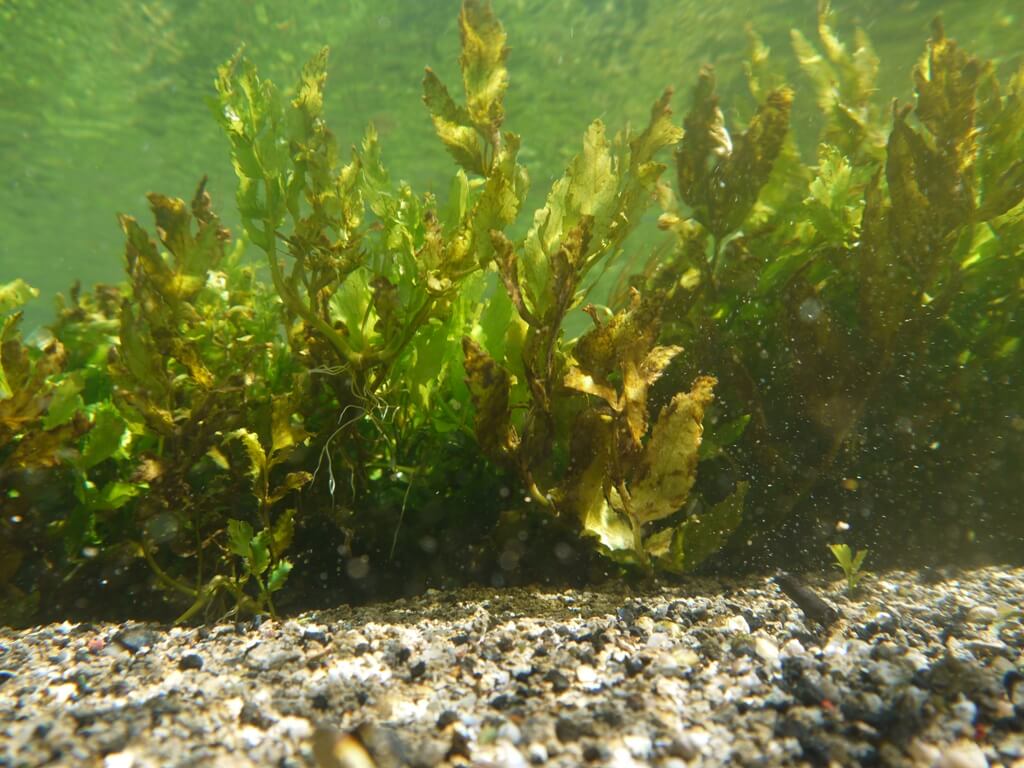 photo Hydros : photo subaquatique d'hydrophyte, plante aquatique immergée sous l'eau