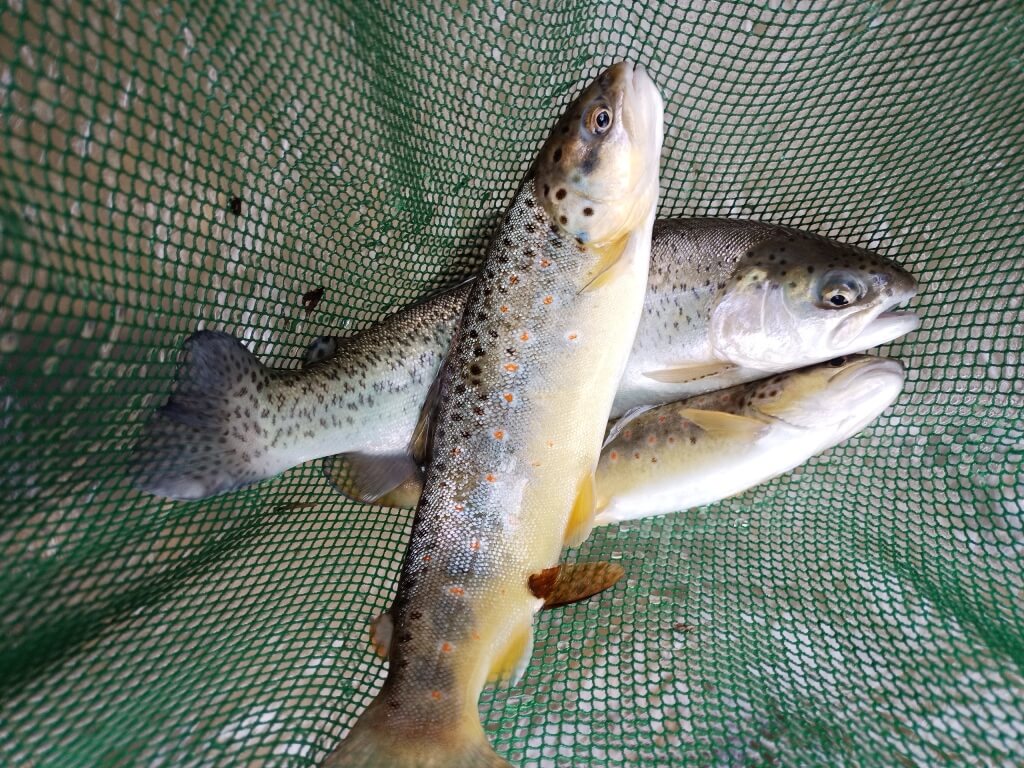 Indicateur biologique, étude piscicole, truites, IPR, truitelles, frayères, pêche électrique