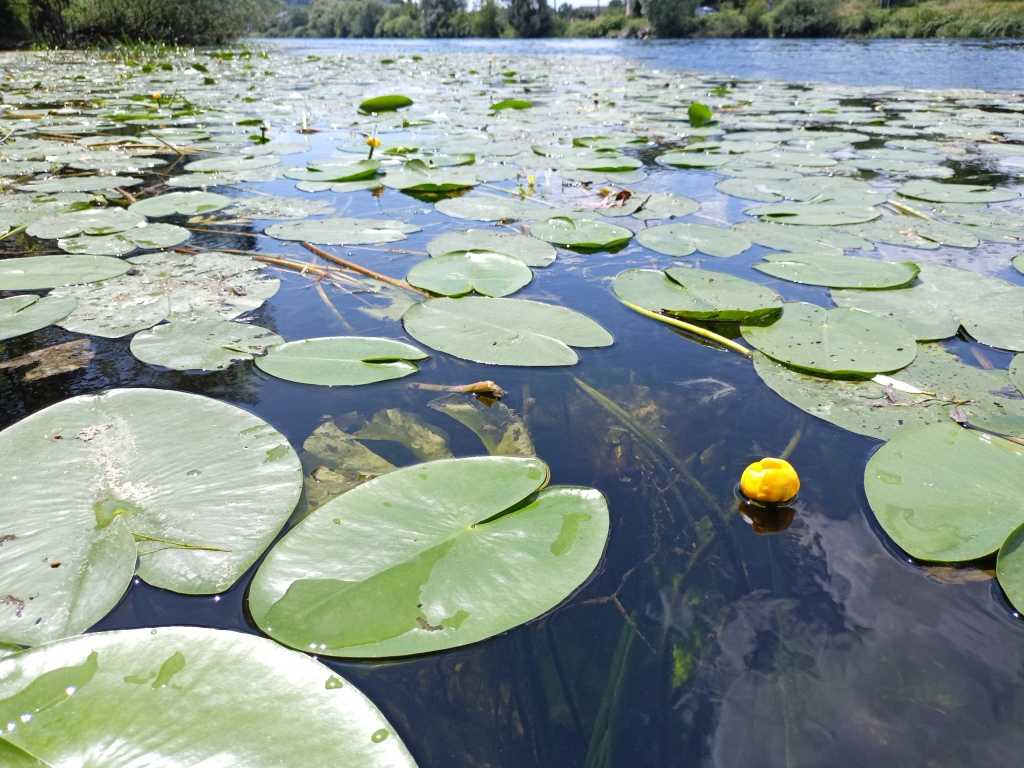 Consultant en milieux aquatiques et hydrobiologie. Prélèvements grands cours d'eau avec macrophytes.
