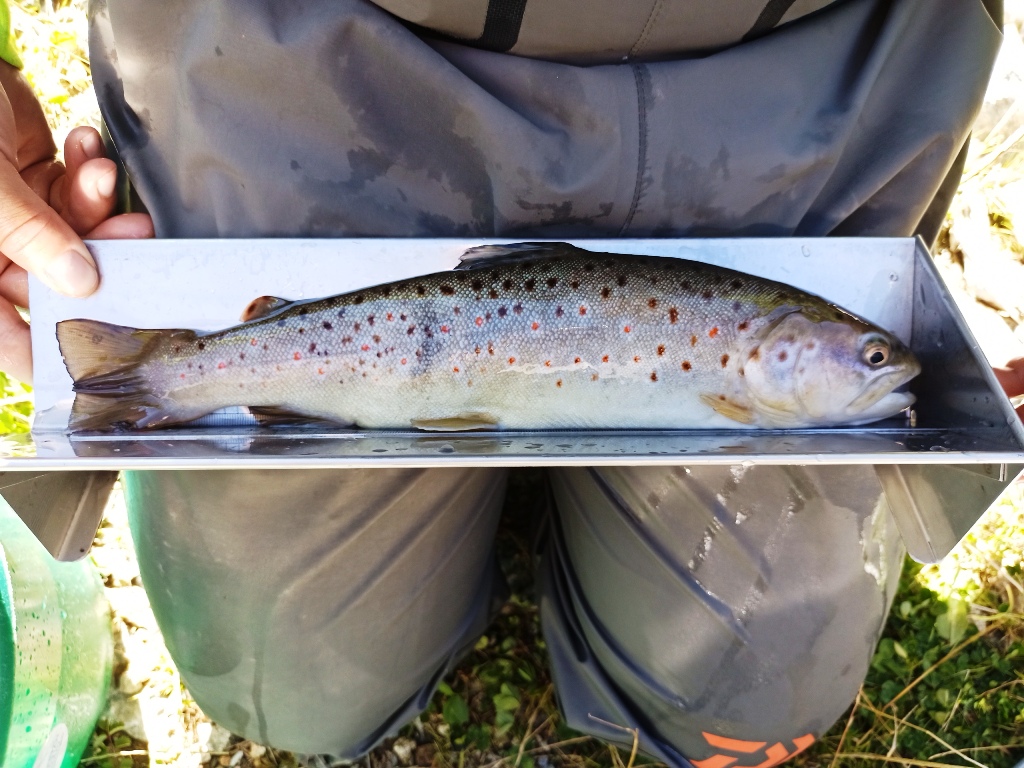 Pêches électriques d'inventaires, suivi usine hydroélectrique, HYDROS spécialiste expert des milieux aquatiques, consultant du domaine de l'eau