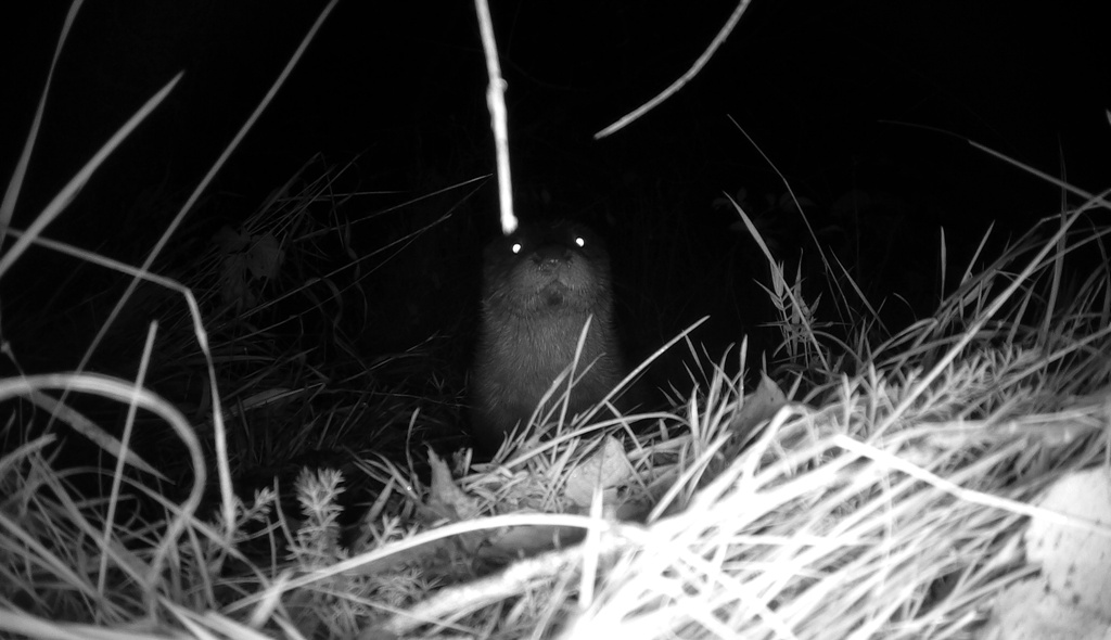 Loutre, piège photos, HYDROS