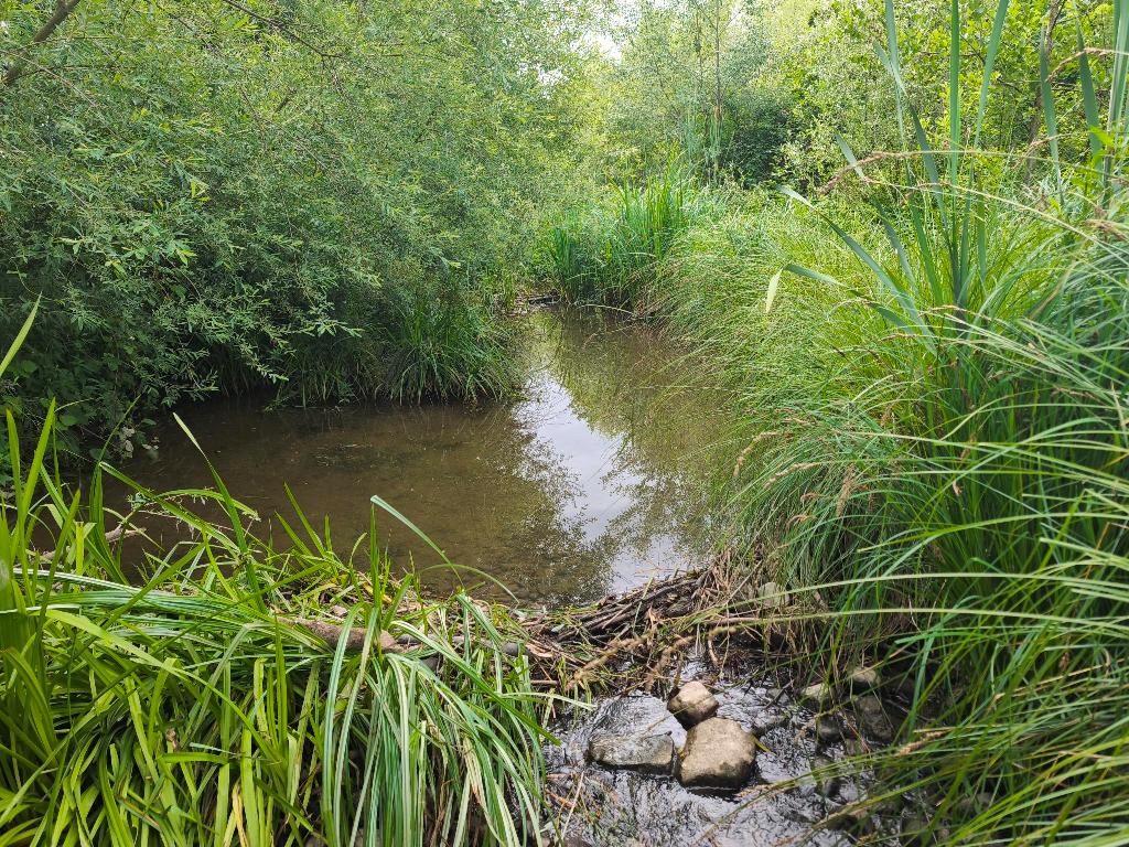 Prélèvements macroinvertébrés, I2M2, IBGN, IBG-DCE. Consultant en environnement milieux aquatiques et hydrobiologie. Observatoire de l'eau, réseau de surveillance, suivi travaux