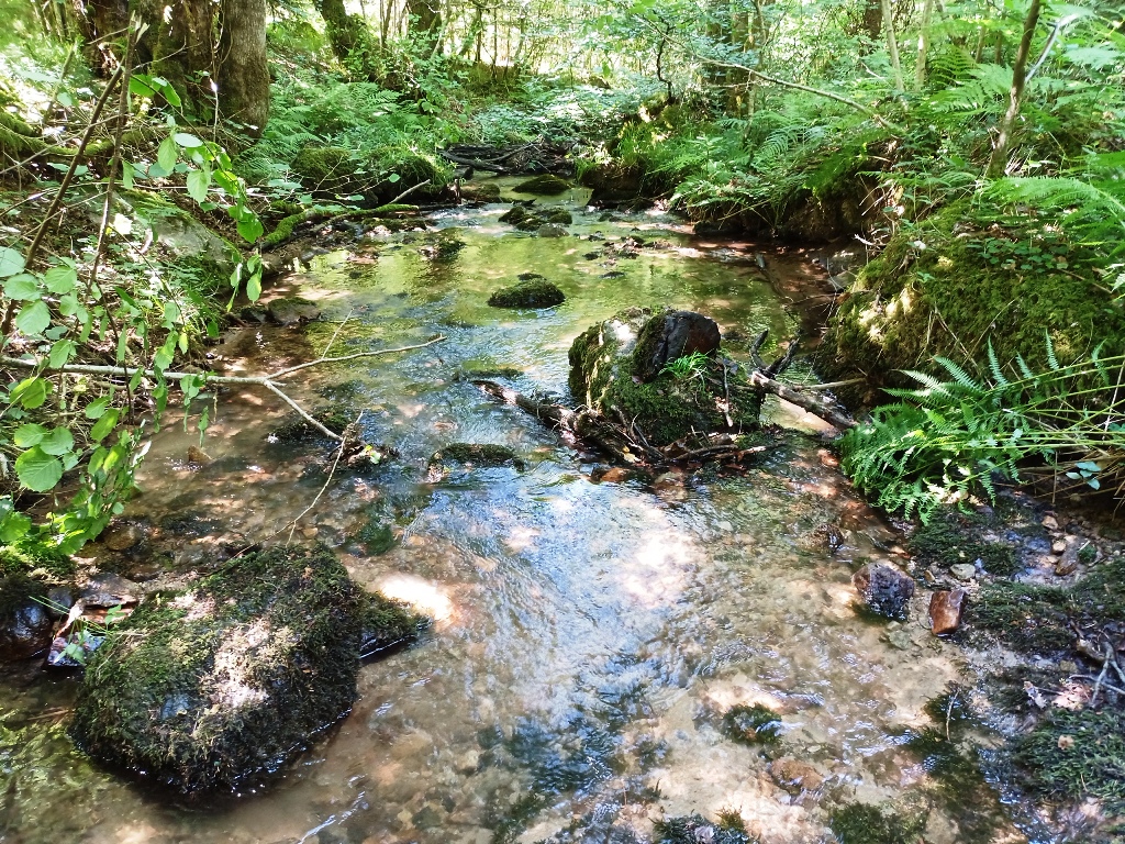 Prélèvements cours d'eau milieux forestiers